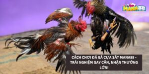 Đá gà cựa sắt mana88